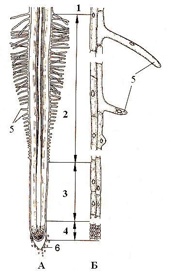 Structura anatomică a rădăcinii