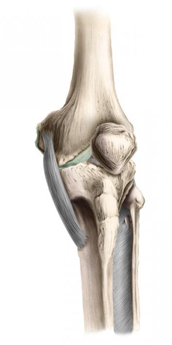 Anatomia articulației genunchiului