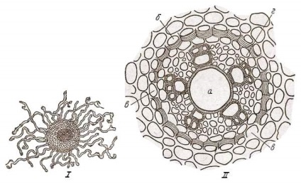 Anatomia rădăcinii (partea 2)