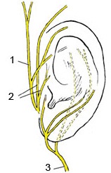 Anatomia auriculei