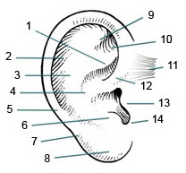 Anatomia auriculei