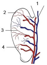 Anatomia auriculei