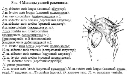 Date topo-anatomice, anestezie-cupping de urechi la pui