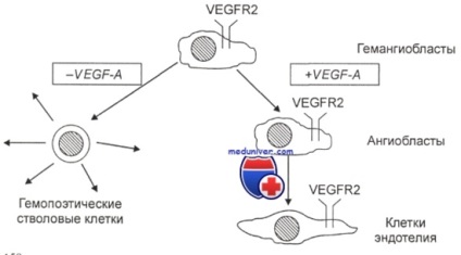 A tumor angiogenezise