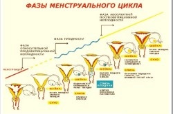 Апетитът преди менструация