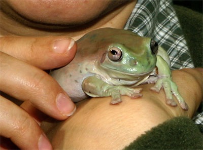 Australian Quakeshi litoria caerulea, site de acvariu