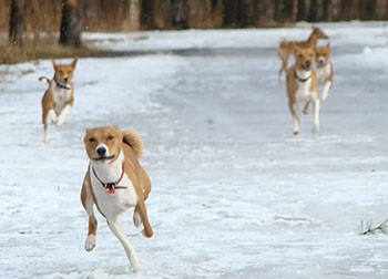 Basenji - cucerirea eternității