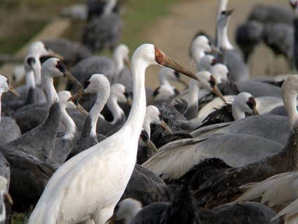 Macara albă, macara siberiană, macara albă (grus leucogeranus) macara siberiană, semne de câmp