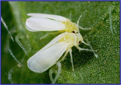 A Whitefly károsítja a növényeket mind a helyszínen, mind otthon