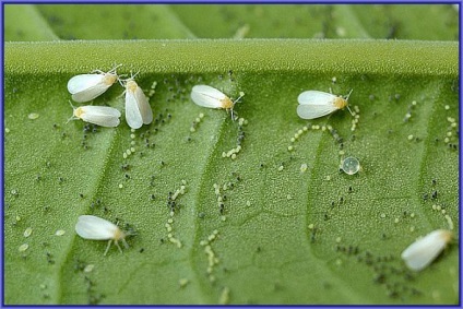 A Whitefly károsítja a növényeket mind a helyszínen, mind otthon