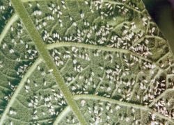 Whitefly afectează atât plantele, cât și acasă