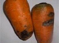 Bolile morcovilor