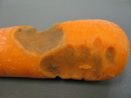 Bolile morcovilor