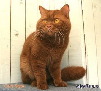 Pisica britanică de cea mai rară culoare de scorțișoară invită la împerechere în secțiunea de pisici - croșetând pisicile și