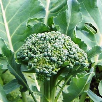 Broccoli secretele cultivării și îngrijirii 3341