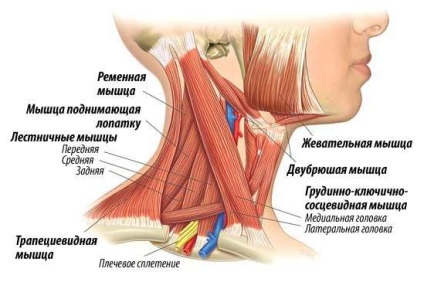 Ce este simptomele miositei musculare periculoase ale gâtului și tratamentul bolii - 