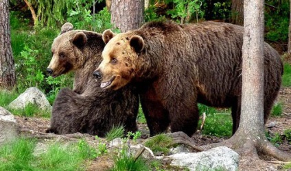 Ce mănâncă animalele sălbatice din jurul nostru?