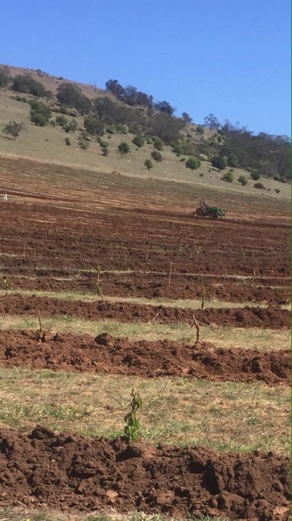 Cherry Orchard, câștigă bani proprietarului