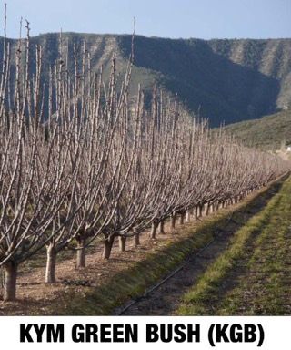 Cherry Orchard, câștigă bani proprietarului