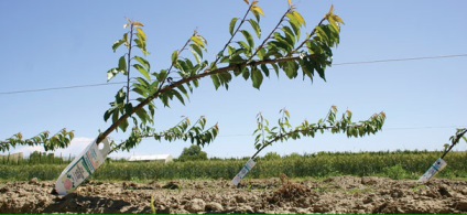 Cherry Orchard, câștigă bani proprietarului