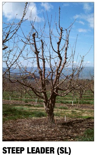 Cherry Orchard, câștigă bani proprietarului