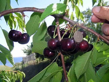 Cherry Orchard, câștigă bani proprietarului