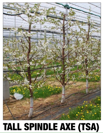 Cherry Orchard, câștigă bani proprietarului