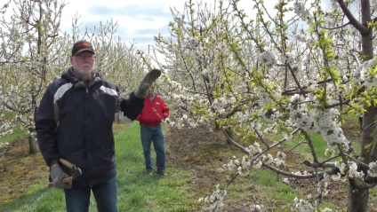 Cherry Orchard, câștigă bani proprietarului