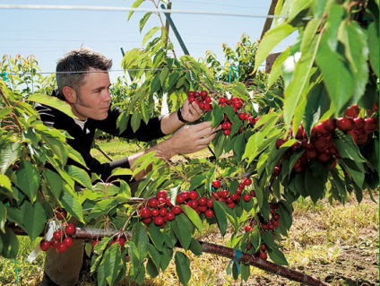 Cherry Orchard, câștigă bani proprietarului