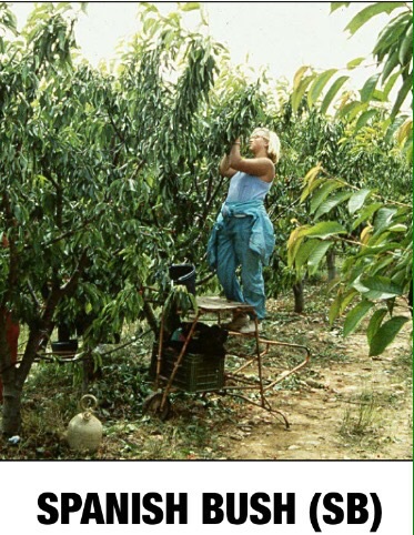 Cherry Orchard, câștigă bani proprietarului