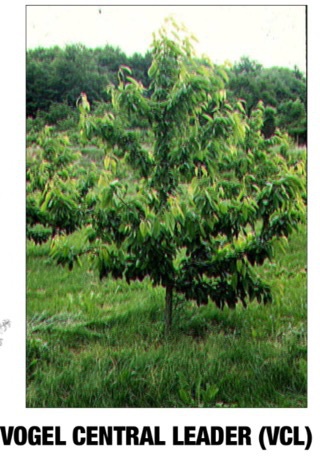 Cherry Orchard, câștigă bani proprietarului