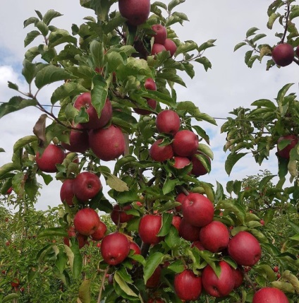 Cherry Orchard, câștigă bani proprietarului