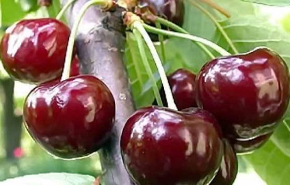 Cherry calorie, proprietăți utile, rău, beneficii