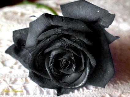 Negru trandafir marian (Sofya Melekhin)