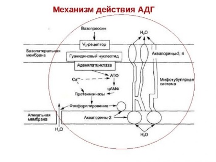 Ce ucide alcoolul în organism, deoarece este digerat și descompus