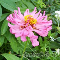 Zinnia (zinnia), flori de gradina pe