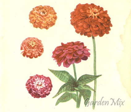 Zinnia (zinnia), flori de gradina pe