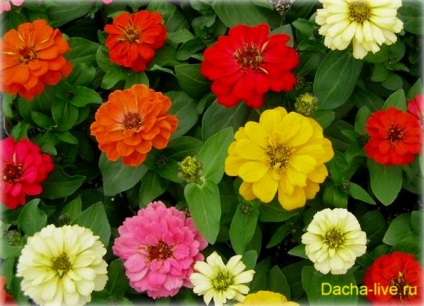 Zinnia (zinnia) specie și soiuri, plantare, creștere și îngrijire, foto