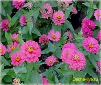 Zinnia (zinnia) specie și soiuri, plantare, creștere și îngrijire, foto