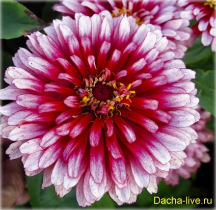 Zinnia (zinnia) specie și soiuri, plantare, creștere și îngrijire, foto