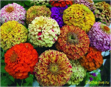 Zinnia (zinnia) specie și varietăți, plantare, creștere și îngrijire, foto