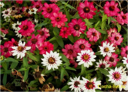 Zinnia (zinnia) specie și soiuri, plantare, creștere și îngrijire, foto