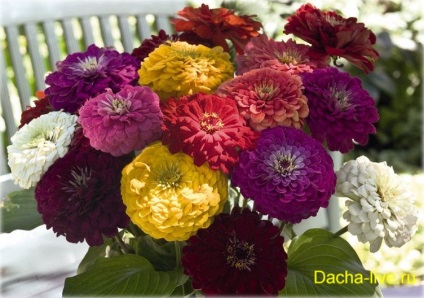 Zinnia (zinnia) specie și varietăți, plantare, creștere și îngrijire, foto