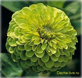 Zinnia (zinnia) specie și varietăți, plantare, creștere și îngrijire, foto