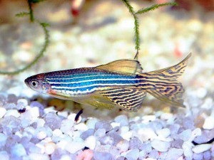 A zebrafish tartalma és gondozása