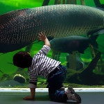 Cosmocaixa - a barcelonai tudományos múzeum