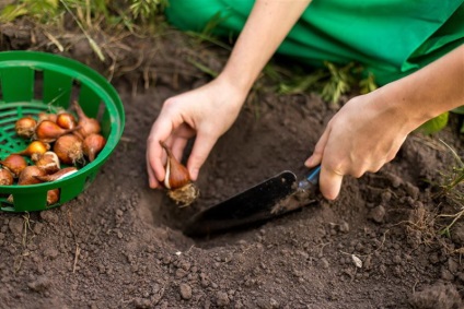 Babian flori de plantare și de îngrijire în aer liber fotografie de specii populare