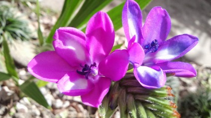 Babian virágok ültetési és szabadtéri ellátás fotó népszerű fajok