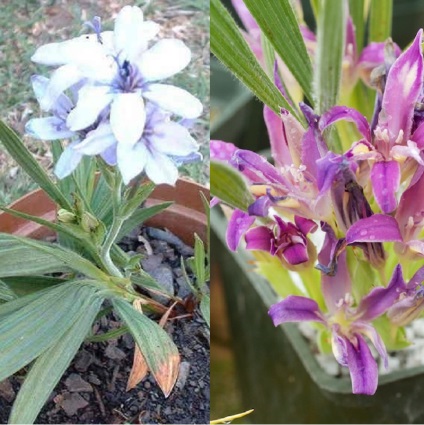 Flori Babiana strika (stricta) și hibrizi noi fotografii de flori și bulbi, regulile de plantare și de îngrijire