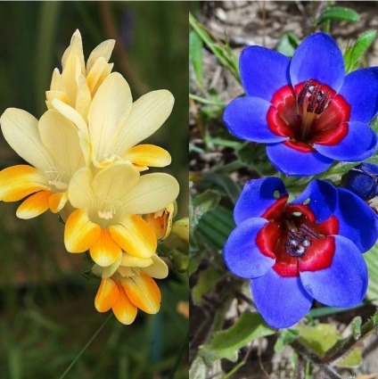 Flori Babiana strika (stricta) și hibrizi noi fotografii de flori și bulbi, regulile de plantare și de îngrijire